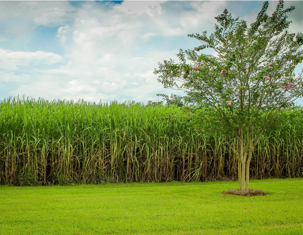 Benefits of Organic Sugar