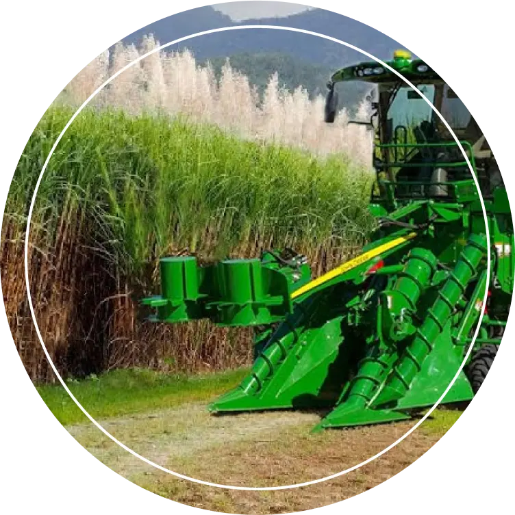 Organic Sugar Production