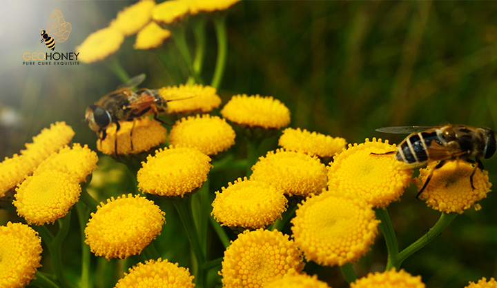 The Value Of Honey Bees As Pollinators Of U.S.