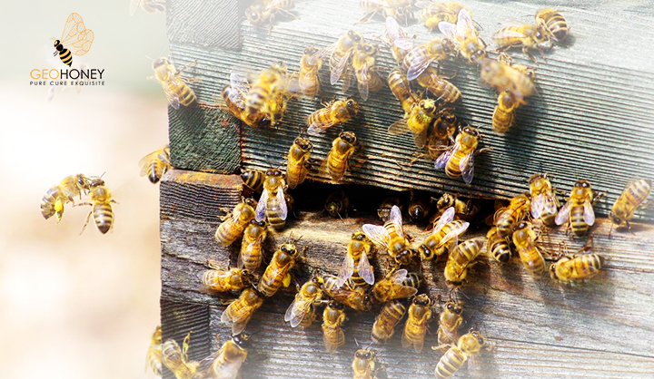 Adaptive Significance Of The Age Polyethism Schedule In Honeybee Colonies