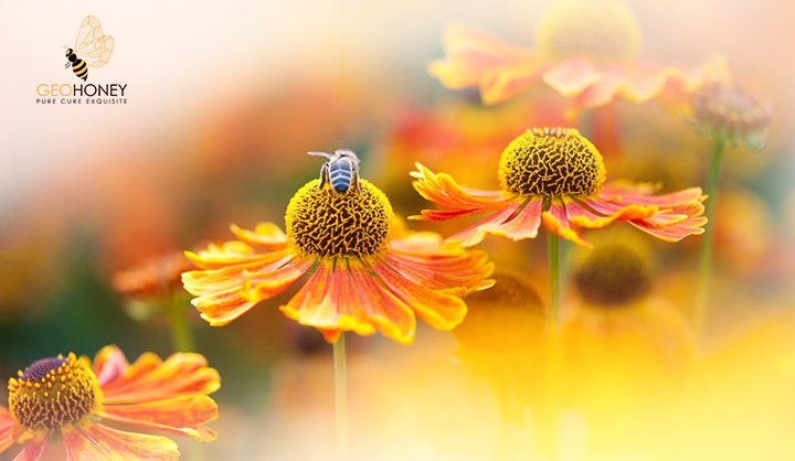 Agricultural Policies Exacerbate Honeybee Pollination Service Supply-Demand Mismatches Across Europe