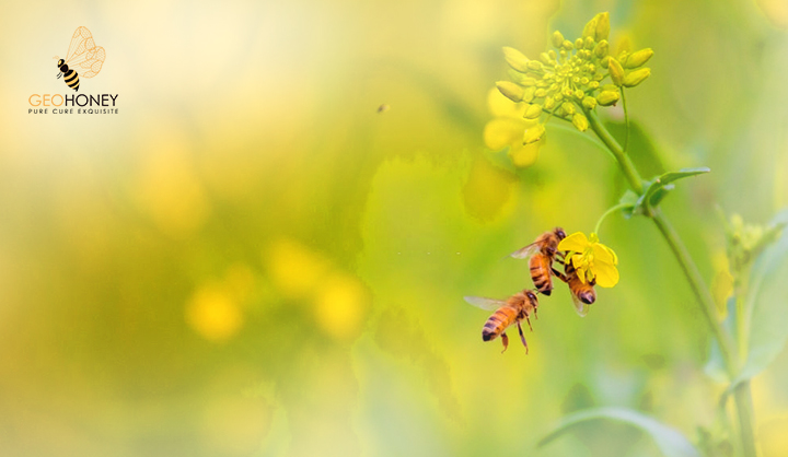 Alternative Pollinator Taxa Are Equally Efficient But Not As Effective As The Honeybee In A Mass Flowering Crop