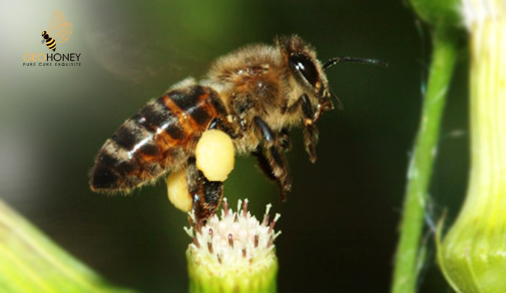 Biodiversity Conservation And Current Threats To European Honeybees