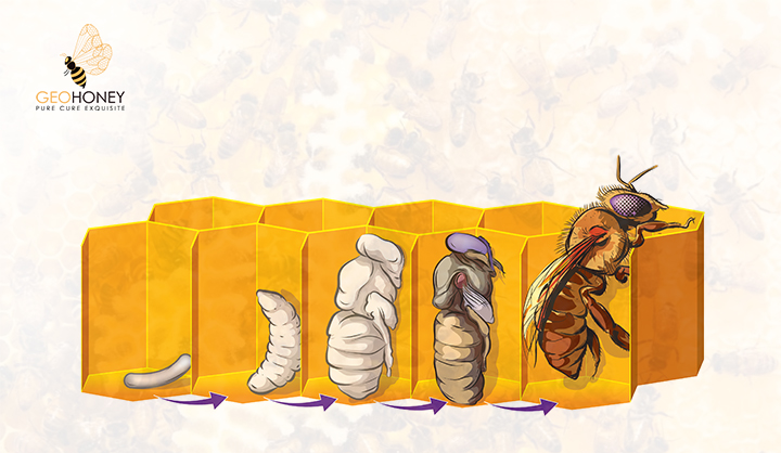 Effect Of Brood Production And Population Size On Honey Production Of Honeybee Colonies In Alberta, Canada