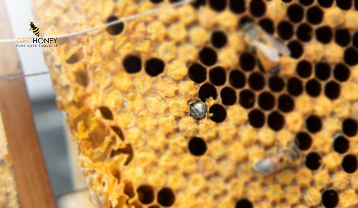 Evidence For Associative Learning In Newly Emerged Honey Bees