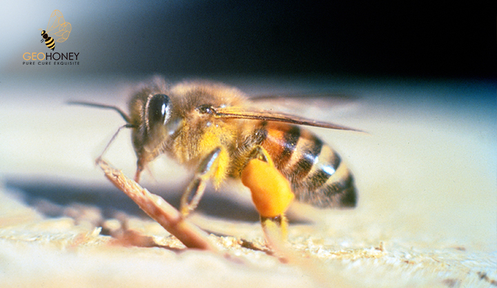 Evolution Of Population Of Africanised Honey Bees In Brazil