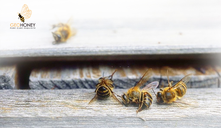 Fever In Honeybee Colonies