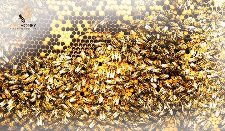 Genetic Diversity Within Honeybee Colonies Prevents Severe Infections And Promotes Colony Growth
