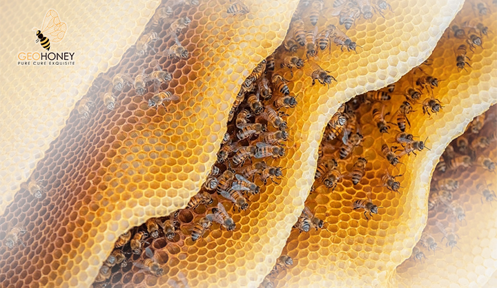 Honey Production Of Honey Bee Colonies Infested With Acarapis Woodi (Rennie)