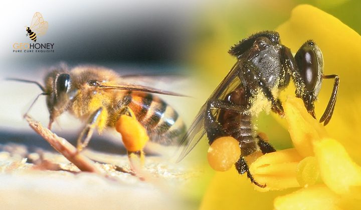 Important Bee Plants For Stingless Bees (Melipona And Trigonini) And Africanized Honeybees (Apis Mellifera) In Neotropical Habitats: A Review
