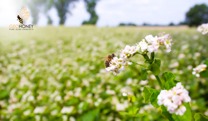 Integrated Crop Pollination - A New Approach For Growing Speciality Crops