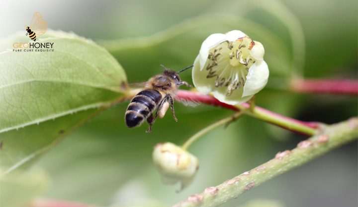 Kiwifruit Flowers: Anther Dehiscence And Daily Collection Of Pollen By Honey Bees