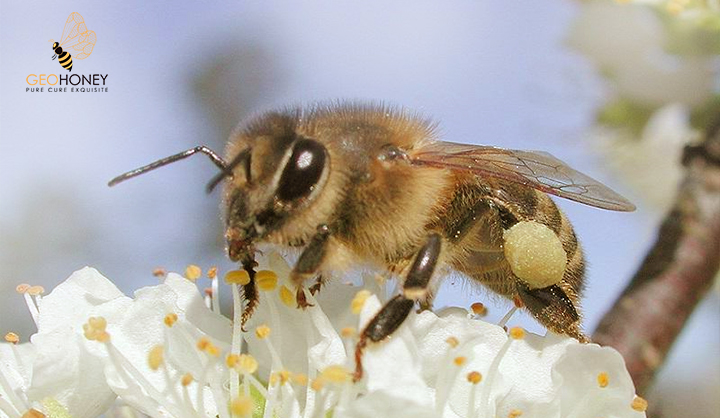 A Comparative Study Of Foraging Behavior And Pollen Resources Of Various Sting-Less Bees (Hym., Meliponinae) And Honeybees (Hym., Apinae) In Trinidad, West-Indies