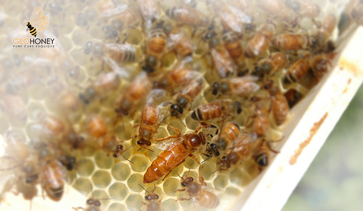 Progeny Testing And Selecting Italian Queens For Brood Area And Honey Production