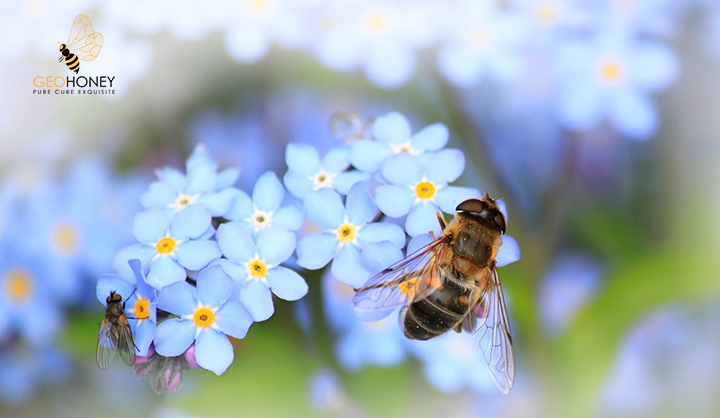 Pollination Services In The UK: How Important Are Honeybees? Agriculture, Ecosystems And Environment
