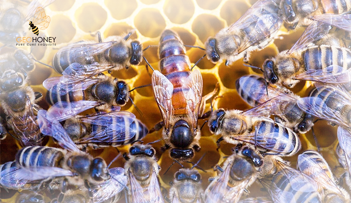 Queen Promiscuity Lowers Disease Within Honeybee Colonies