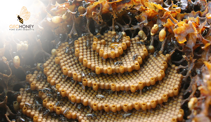 Spiral Honeycombs: How Stingless Bees Build These Complex Honeycomb Structures?