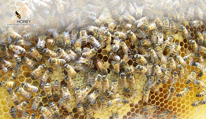 The Influence Of Colony Populations On Honey Production