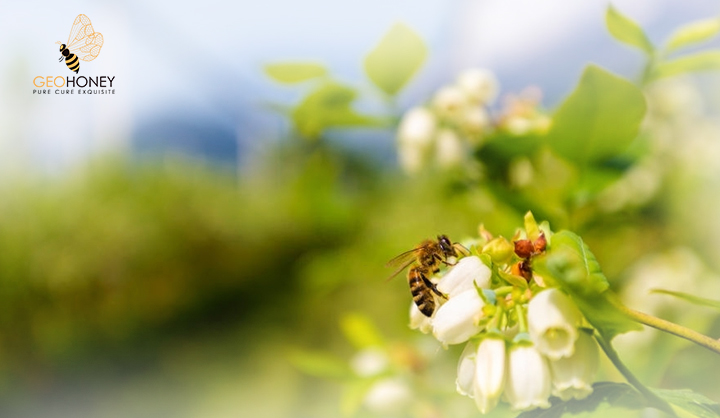 The Influence Of Honeybee Pollination On Fruit Set Of The Lowbush Blueberry