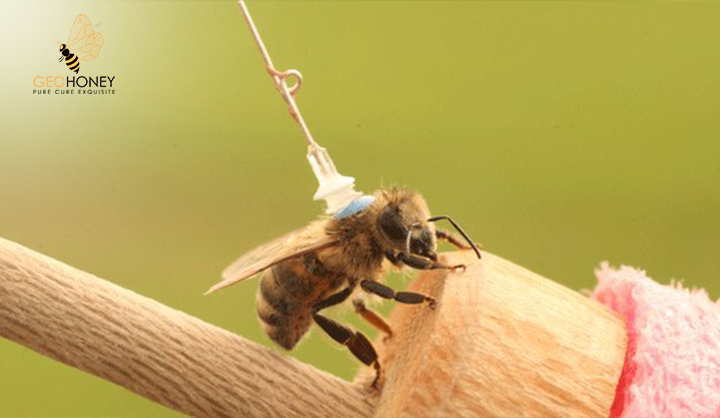 The Role Of Orientation Flights On Homing Performance In Honeybees