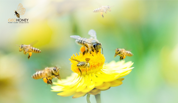 The Value Of Honeybee Pollination To Society