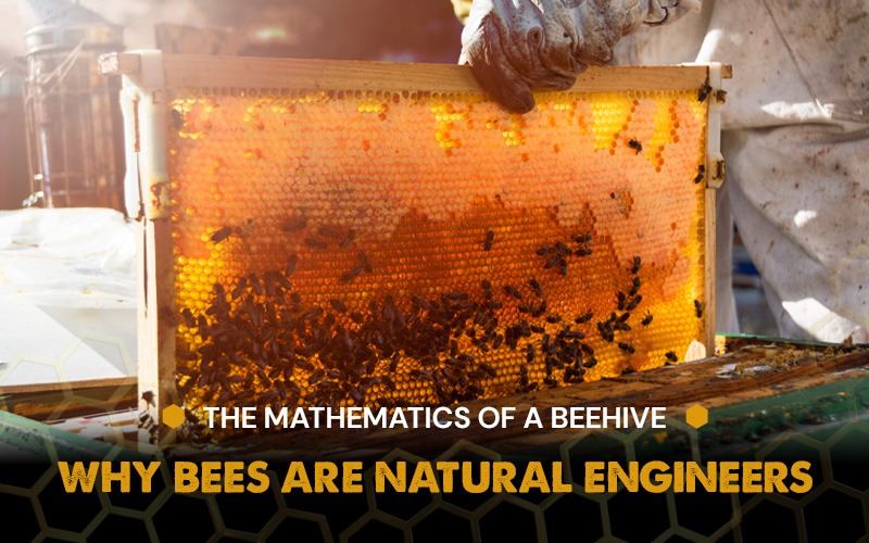 The Mathematics of a Beehive: Why Bees Are Natural Engineers
