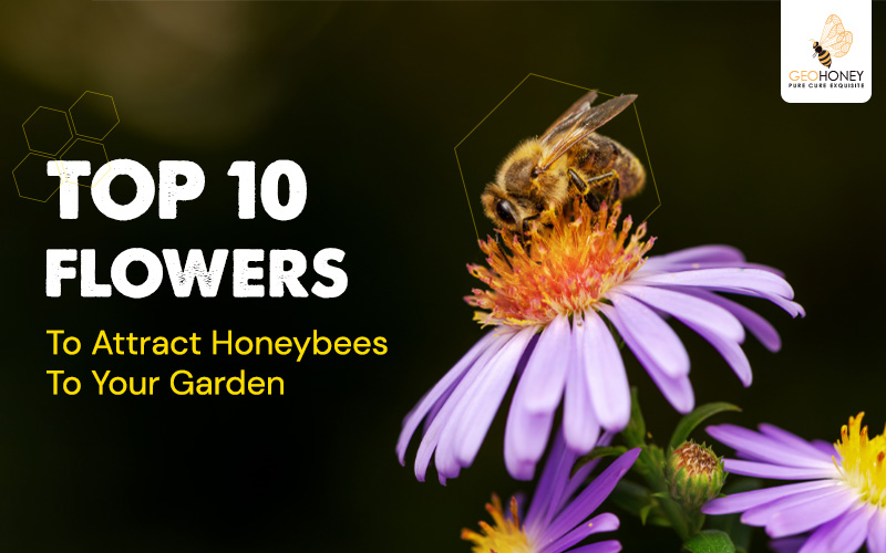 Top 10 Flowers to Attract Honeybees to Your Garden