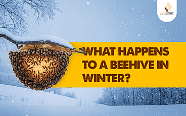 What Happens to a Beehive in Winter?