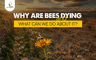 Why Are Bees Dying and What Can We Do About It?