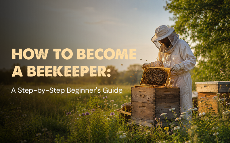 How to Become a Beekeeper: A Step-by-Step Beginner's Guide