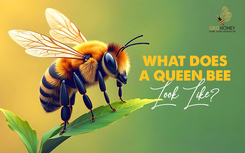 What Does a Queen Bee Look Like?
