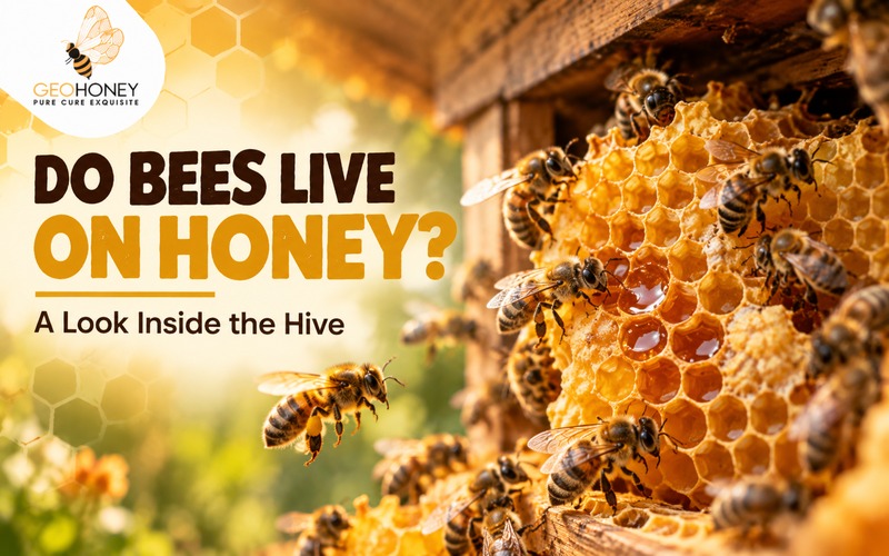 Do Bees Live on Honey? A Look Inside the Hive