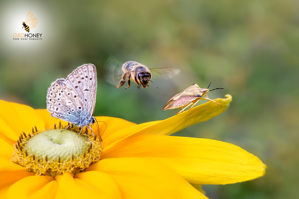 A Boost In Bee Diversity: Key Factor Behind Stabilising Crop Production