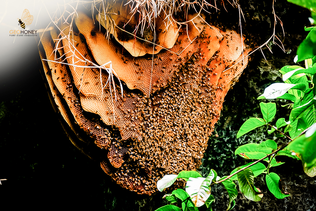 Cave honey