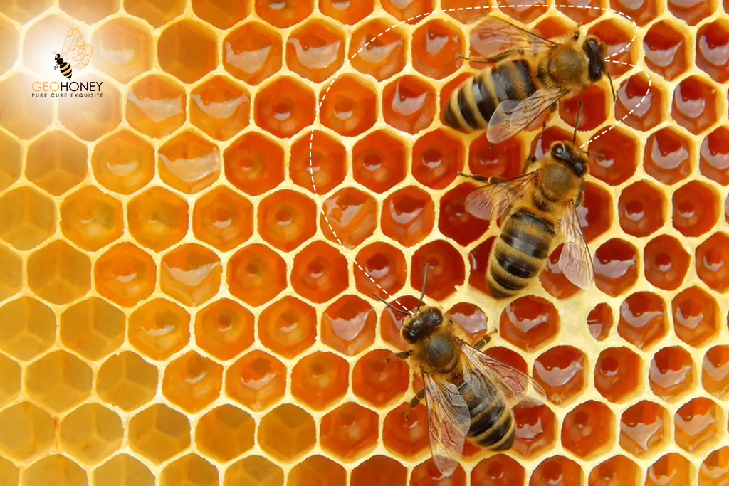 Game Of Telephone: An Extraordinary Means Of Communication Between Honey Bees