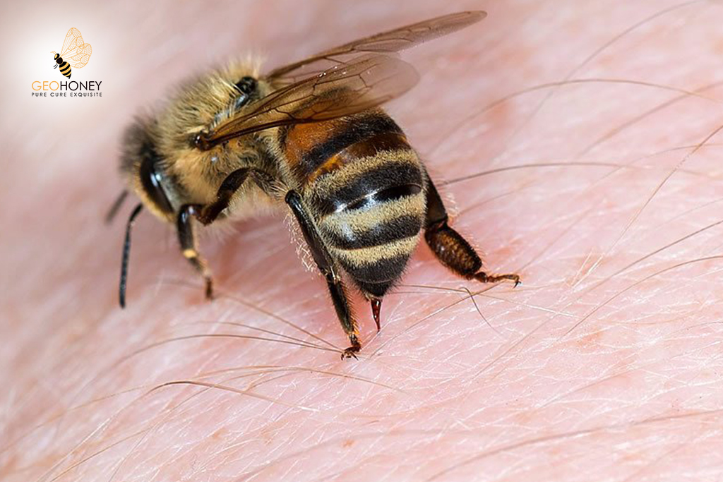 Mindre Modtagelig for Egen Honey Bee Venom Shows Effective Results In Killing Some Breast Cancer  Cells: Recent BBC Report Says! | GeoHoney