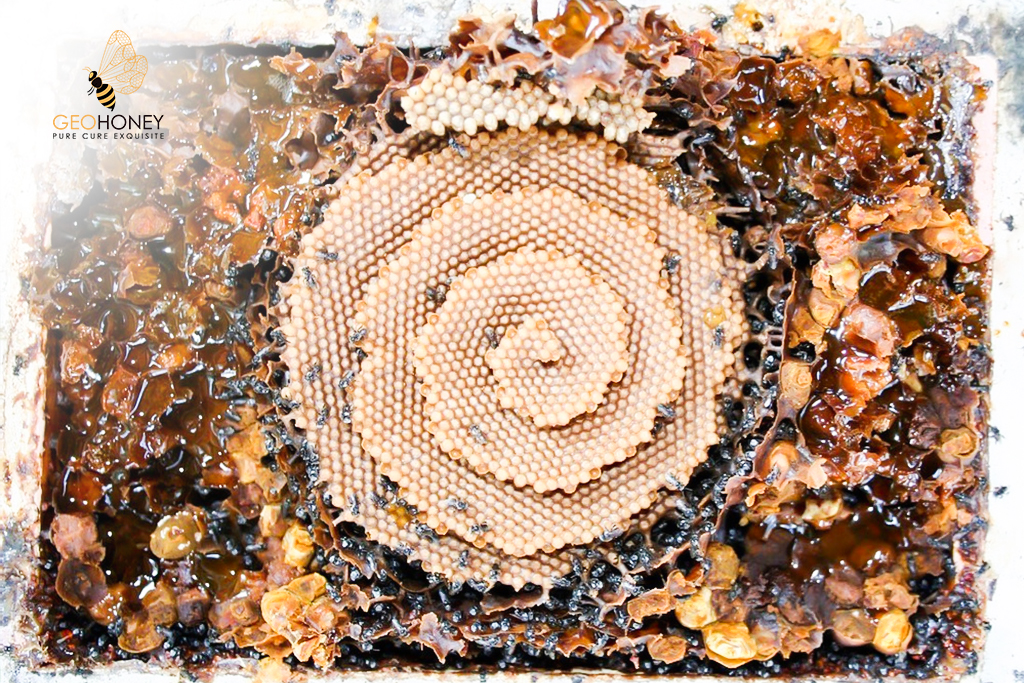Knowing The Secret Behind The Healthy Sugar Found In The Stingless Bee Honey