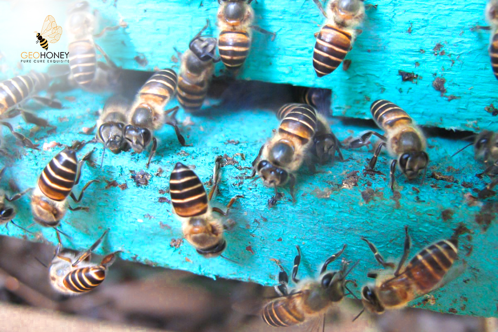 Asian honey bees