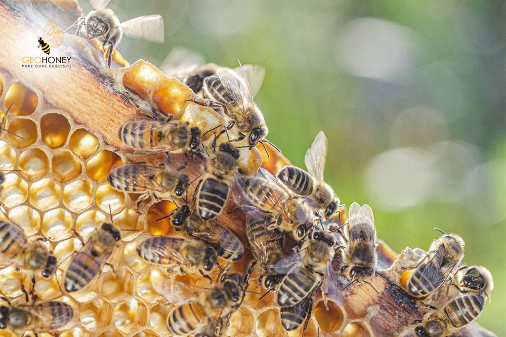 Tracking Of Honey Bees: Important Step To Understand About Their Population Decline