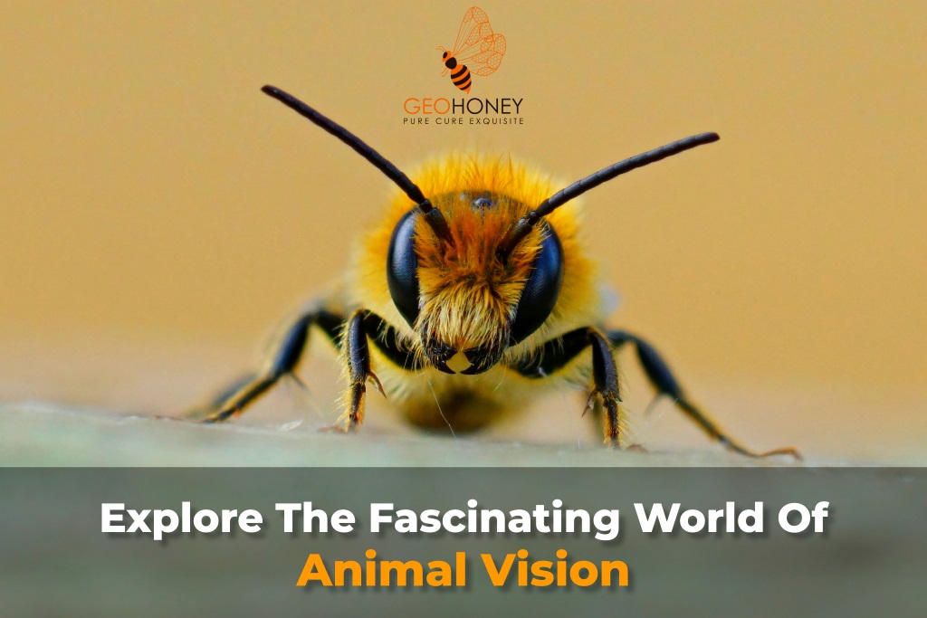 Discovering the World Through the Eyes of Animals | Geohoney