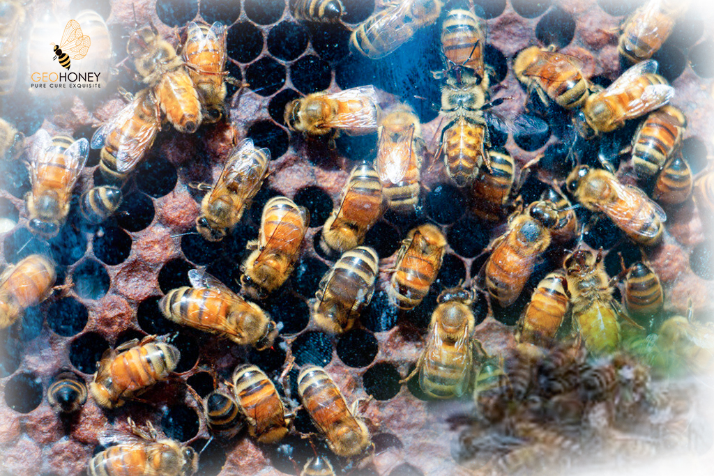 Honey Bee