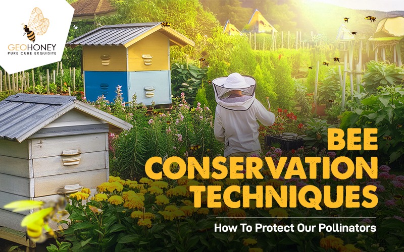 Bee Conservation Techniques: How To Protect Our Pollinators