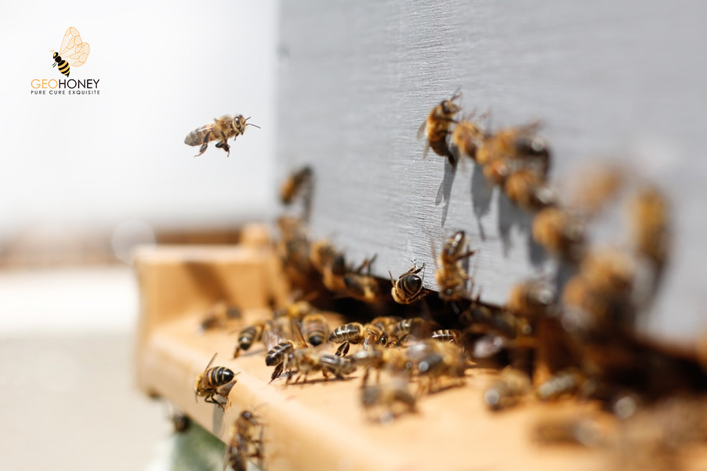Recent Researches Shows Shocking Downward Trend In Bee Diversity