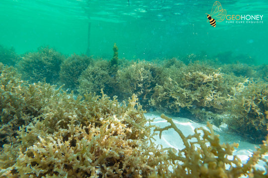A field of seaweed growing in the ocean, with the potential to reduce land use and emissions while providing food, feed and fuel for humans and animals.