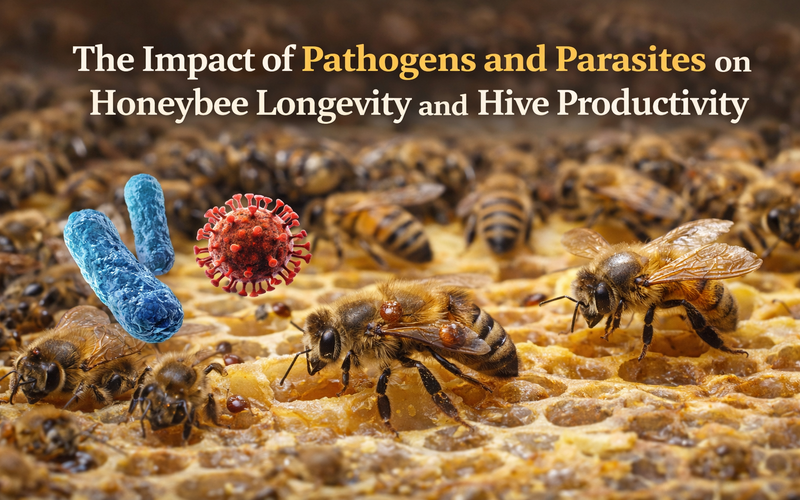 The Impact of Pathogens and Parasites on Honeybee Longevity and Hive Productivity