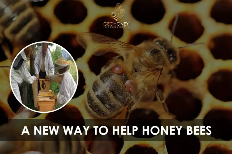 منظر عن قرب لنحلة العسل المصابة بسوس الفاروا المدمر. ويمكن رؤية العث ملتصقا بجسم النحلة، وتحديدا عضو الجسم الدهني.