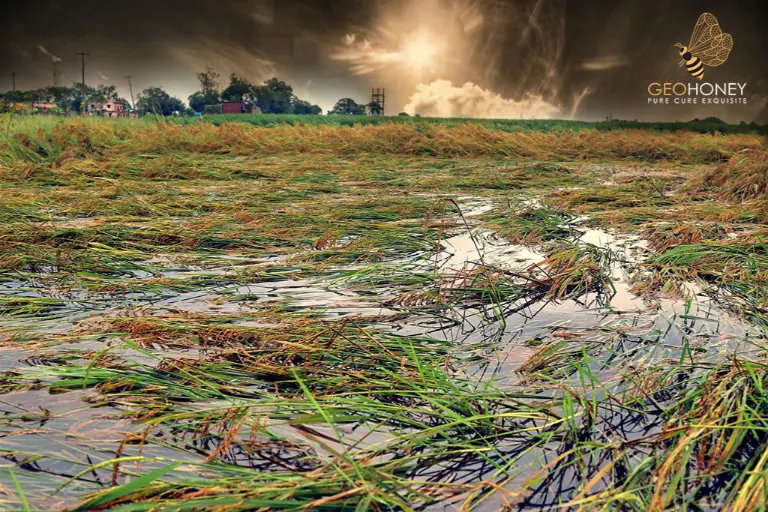 معالجة تأثير تغير المناخ على الخسائر الزراعية