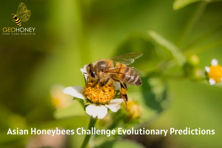 نحل العسل الآسيوي يتحدى التوقعات التطورية