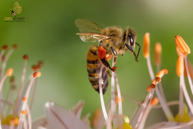 نحلة معقولة - حالة غريبة من نحلة