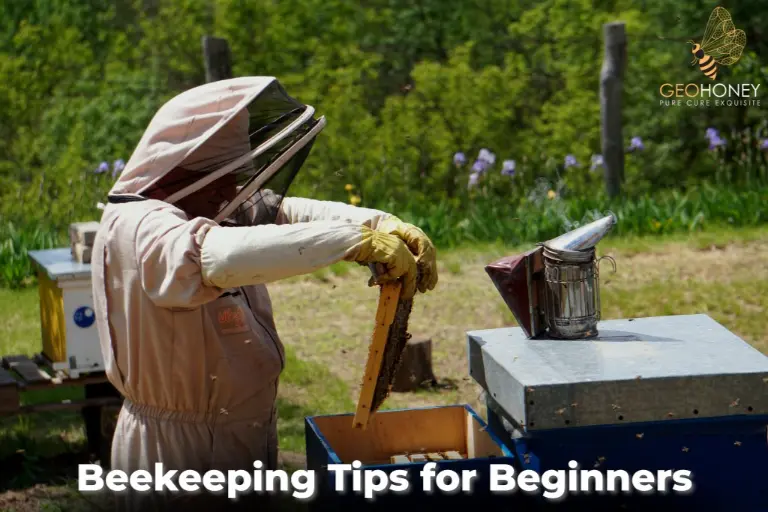 نصائح تربية النحل للمبتدئين
